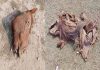 ঝিনাইদহ হাটগোপালপুরে রাতের আঁধারে ঘোড়া জবাই