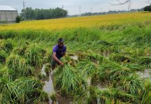 শেরপুরে ঝড়-বৃষ্টিতে ফসলের ক্ষতি: দিশেহারা কৃষক, বাড়ছে অর্থনৈতিক শঙ্কা শেরপুরে ঝড়-বৃষ্টিতে ফসলের ক্ষতি দিশেহারা কৃষক, বাড়ছে অর্থনৈতিক শঙ্কা