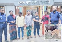 শেরপুরে সিঁধ কেটে গরু চুরি, আন্তঃজেলা চক্রের ৫ সদস্য গ্রেপ্তার শেরপুরে সিঁধ কেটে গরু চুরি, আন্তঃজেলা চক্রের ৫ সদস্য গ্রেপ্তার